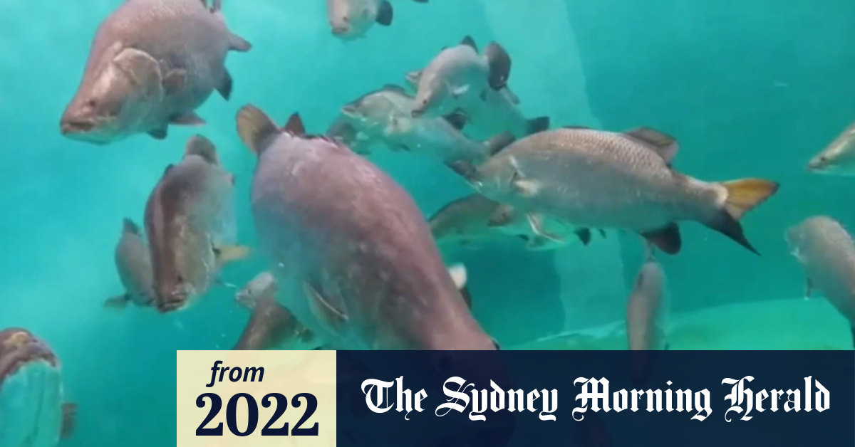 Video Legislation to identify seafood country of origin at restaurants